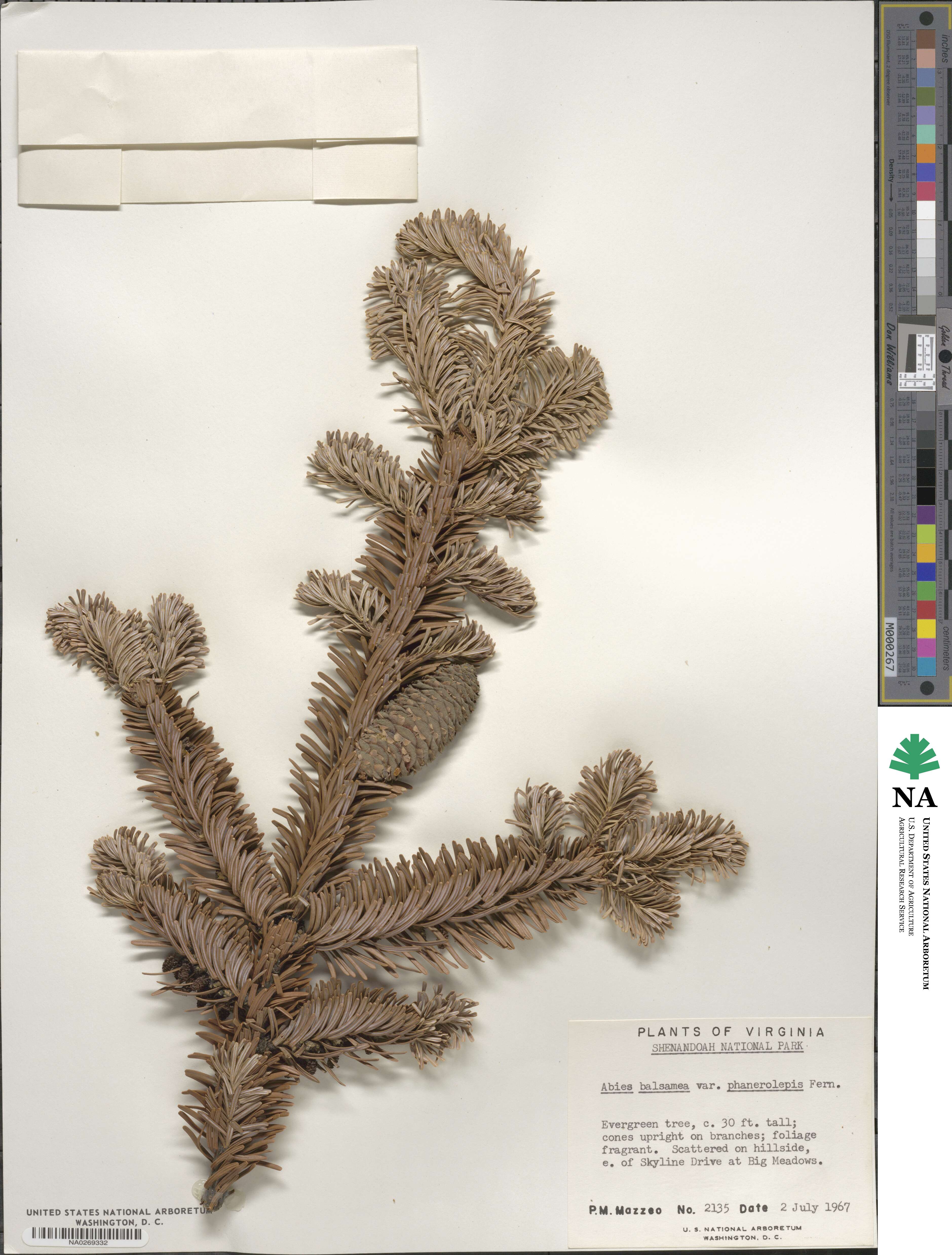 Abies balsamea image