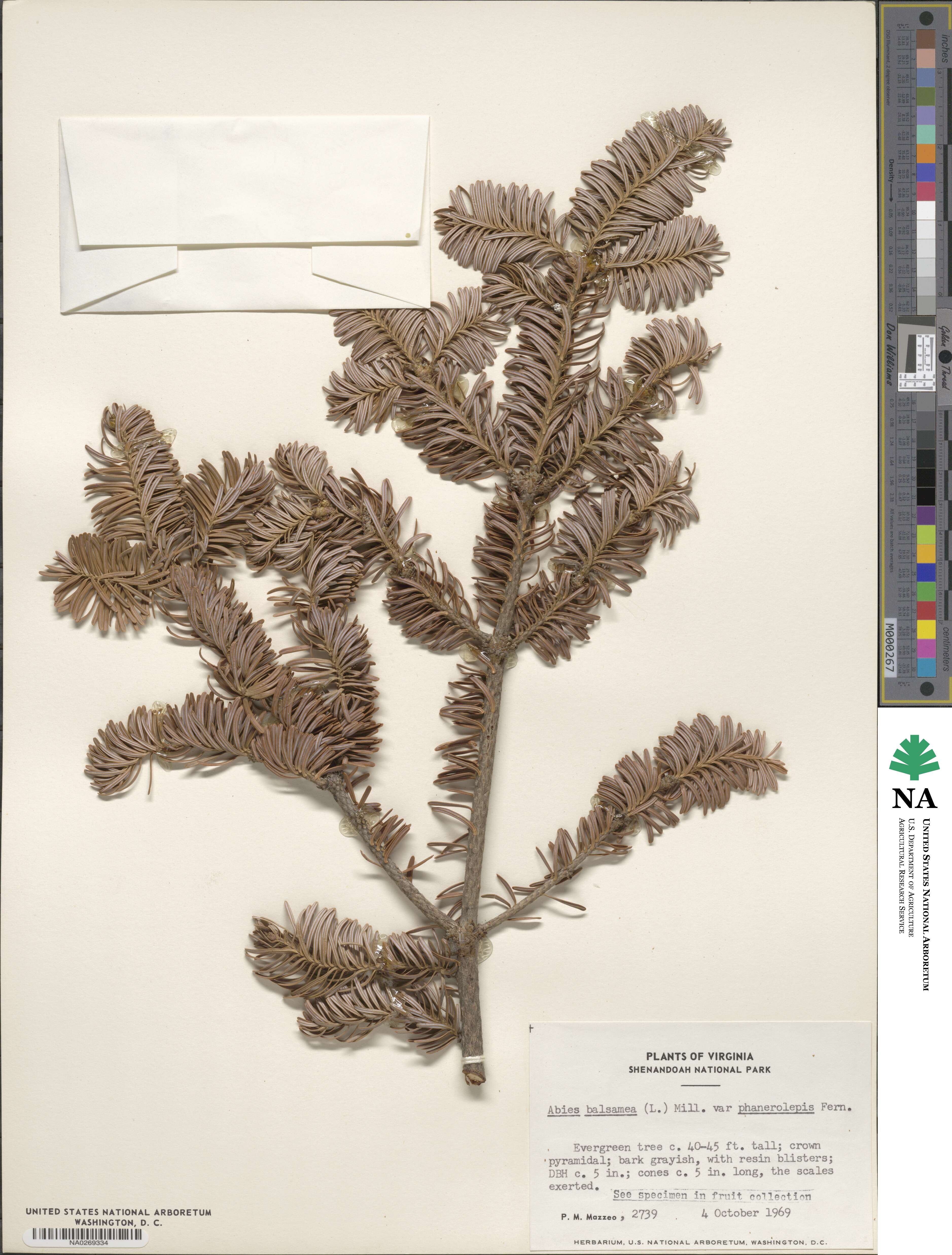 Abies balsamea image