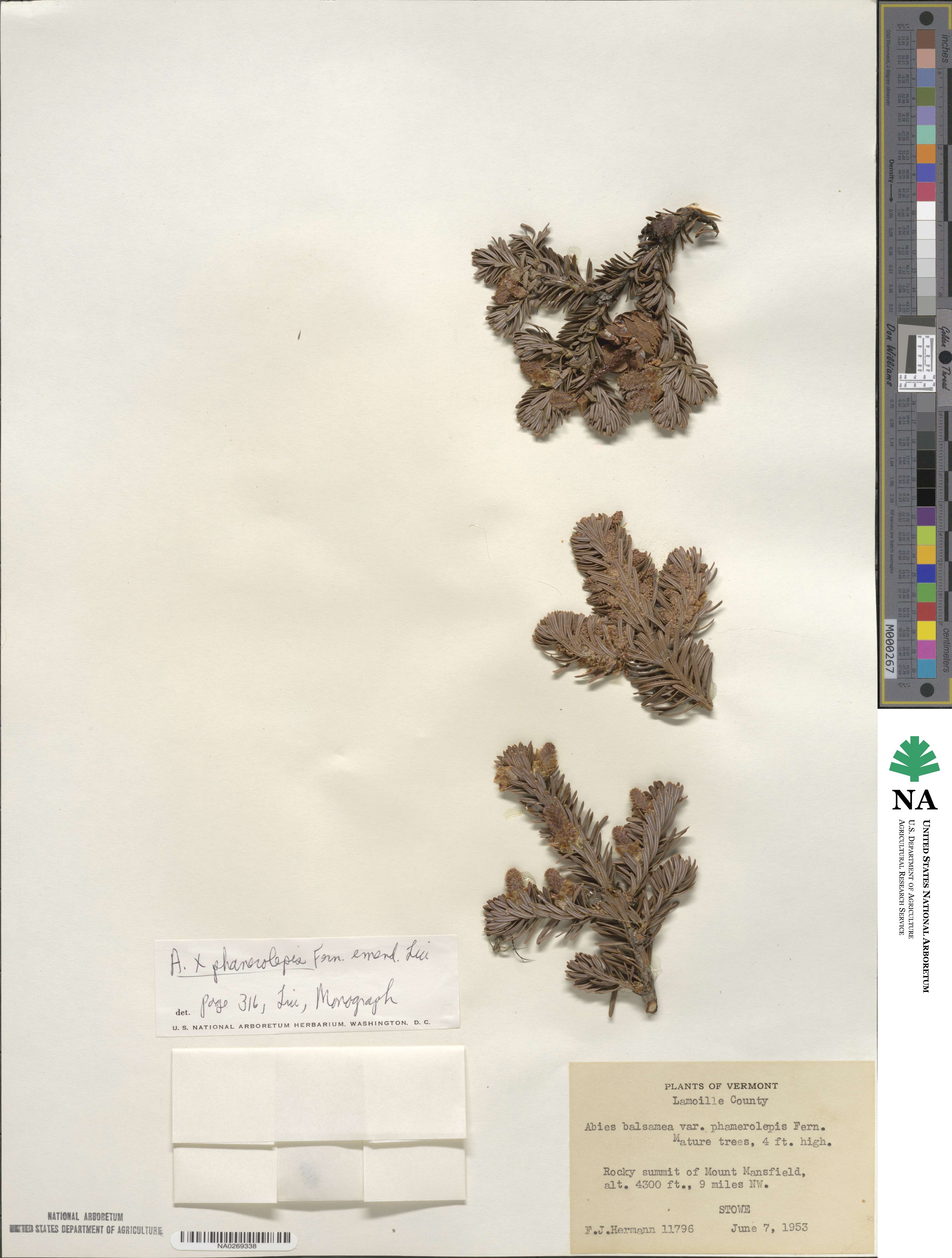 Abies balsamea image