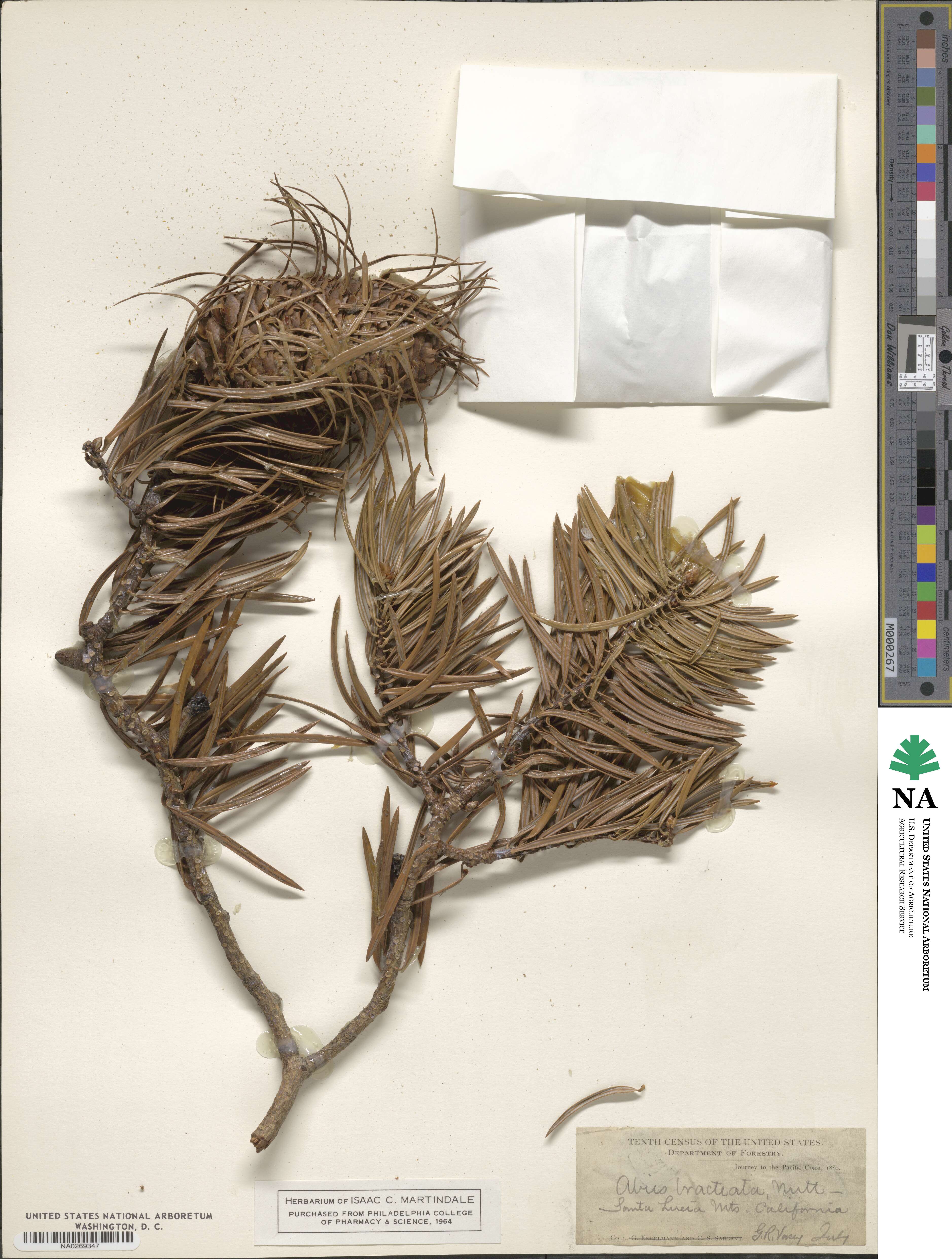 Abies bracteata image