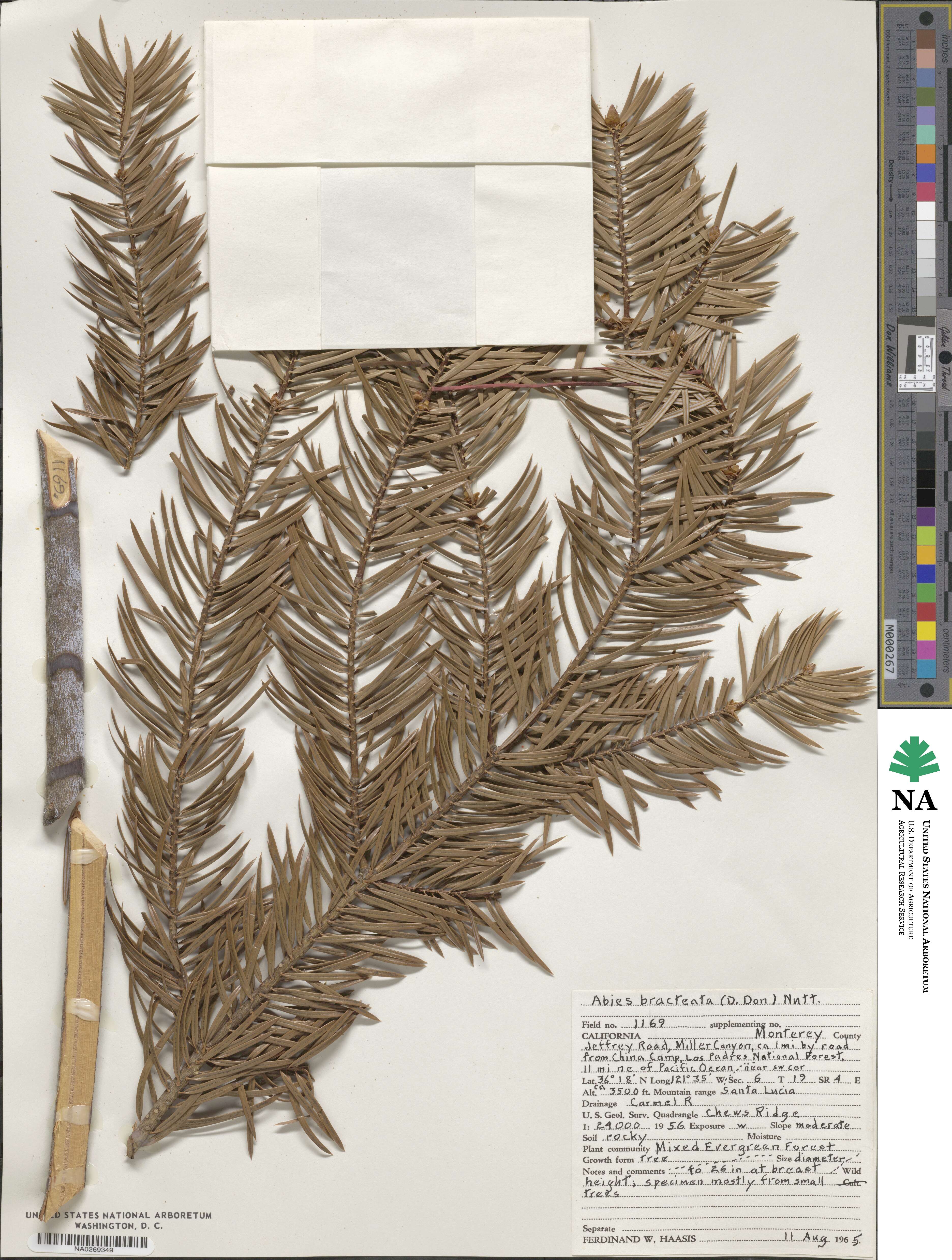 Abies bracteata image