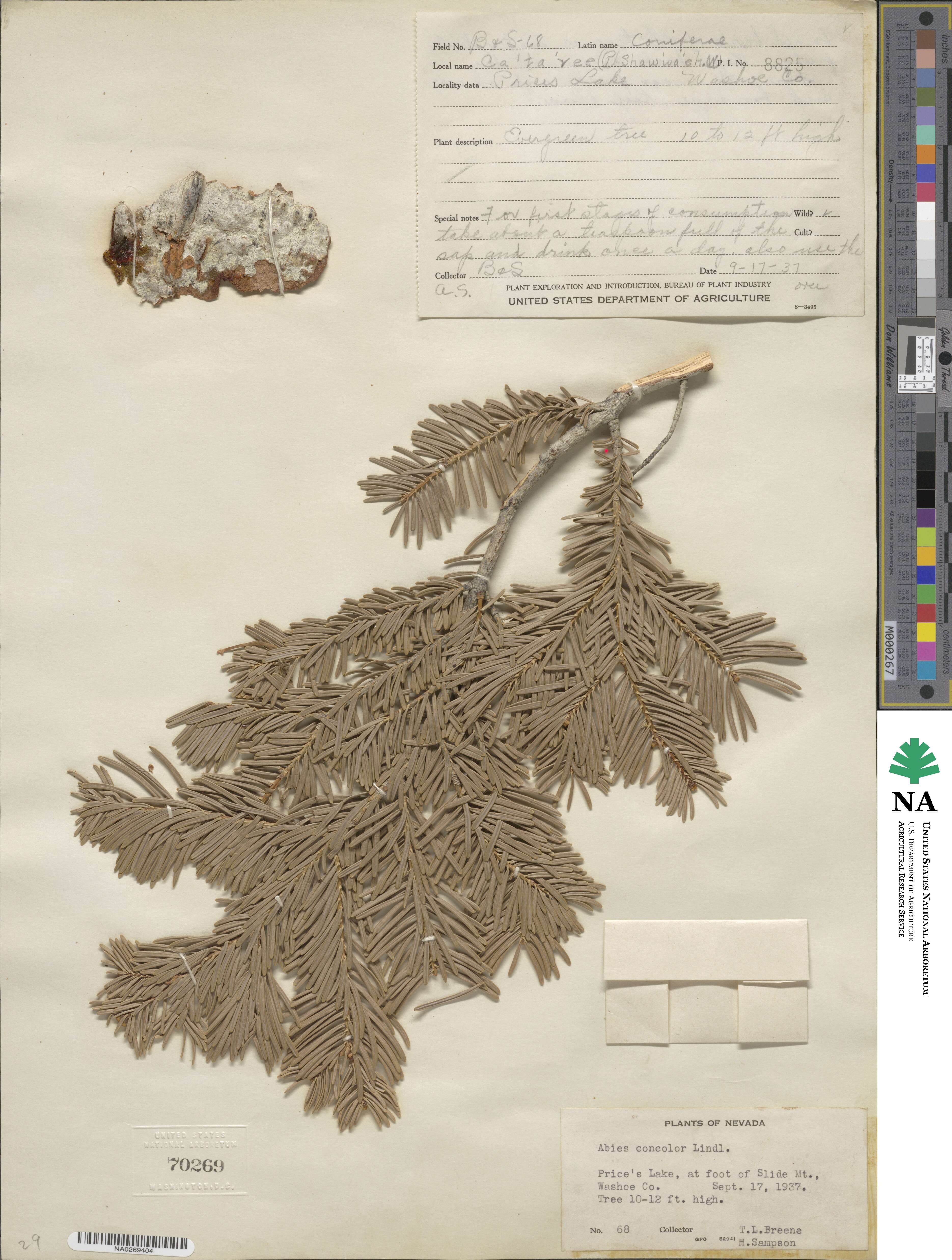 Abies concolor image