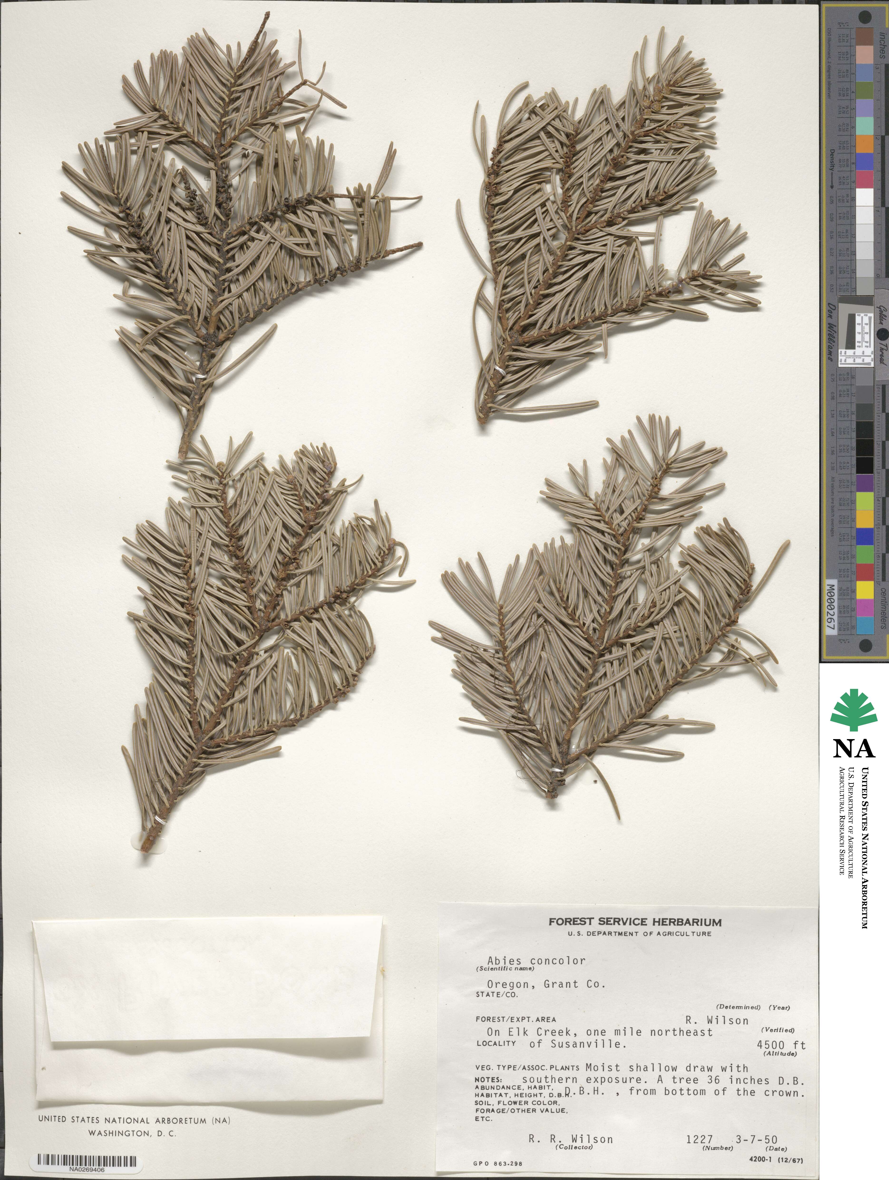 Abies concolor image
