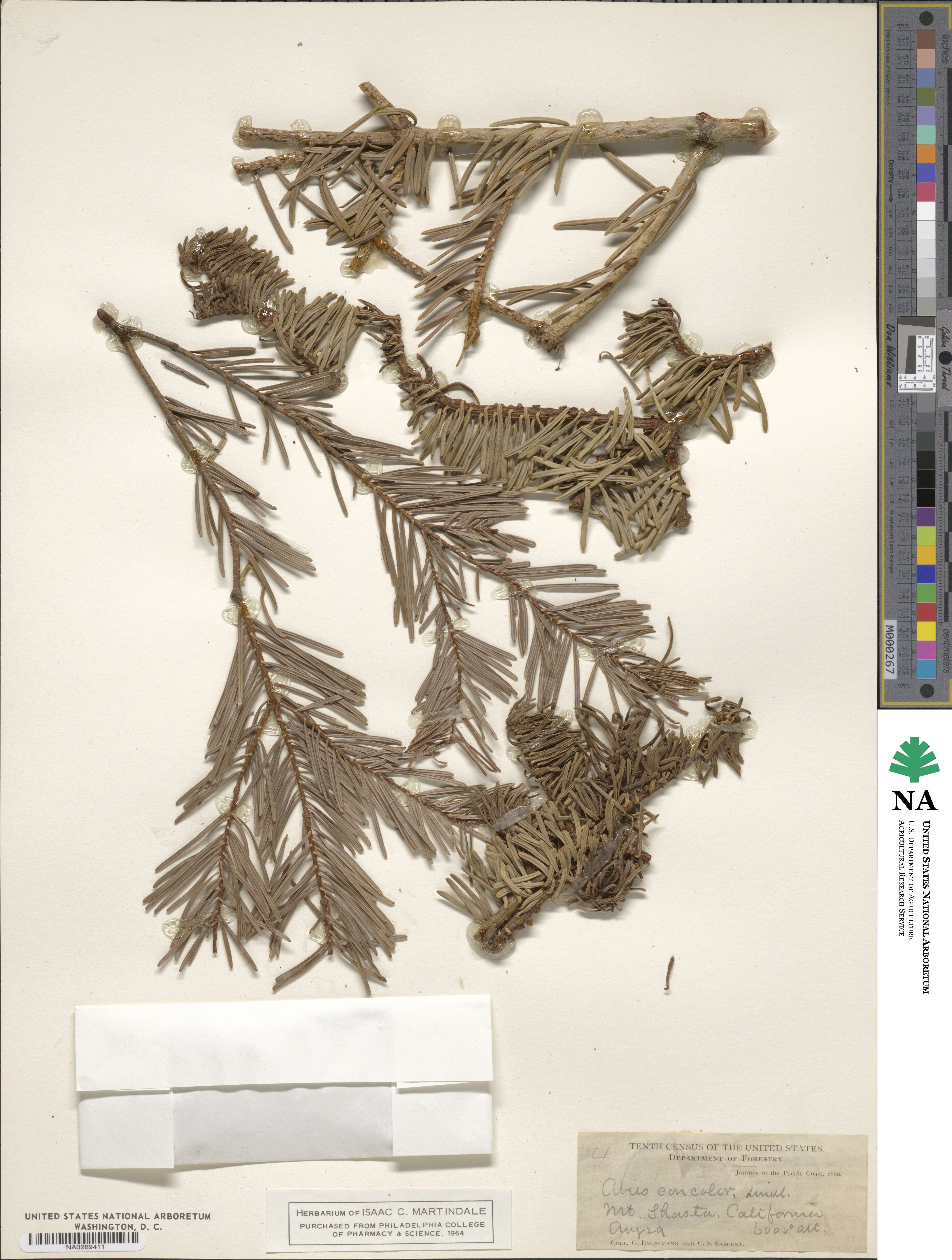 Abies concolor image
