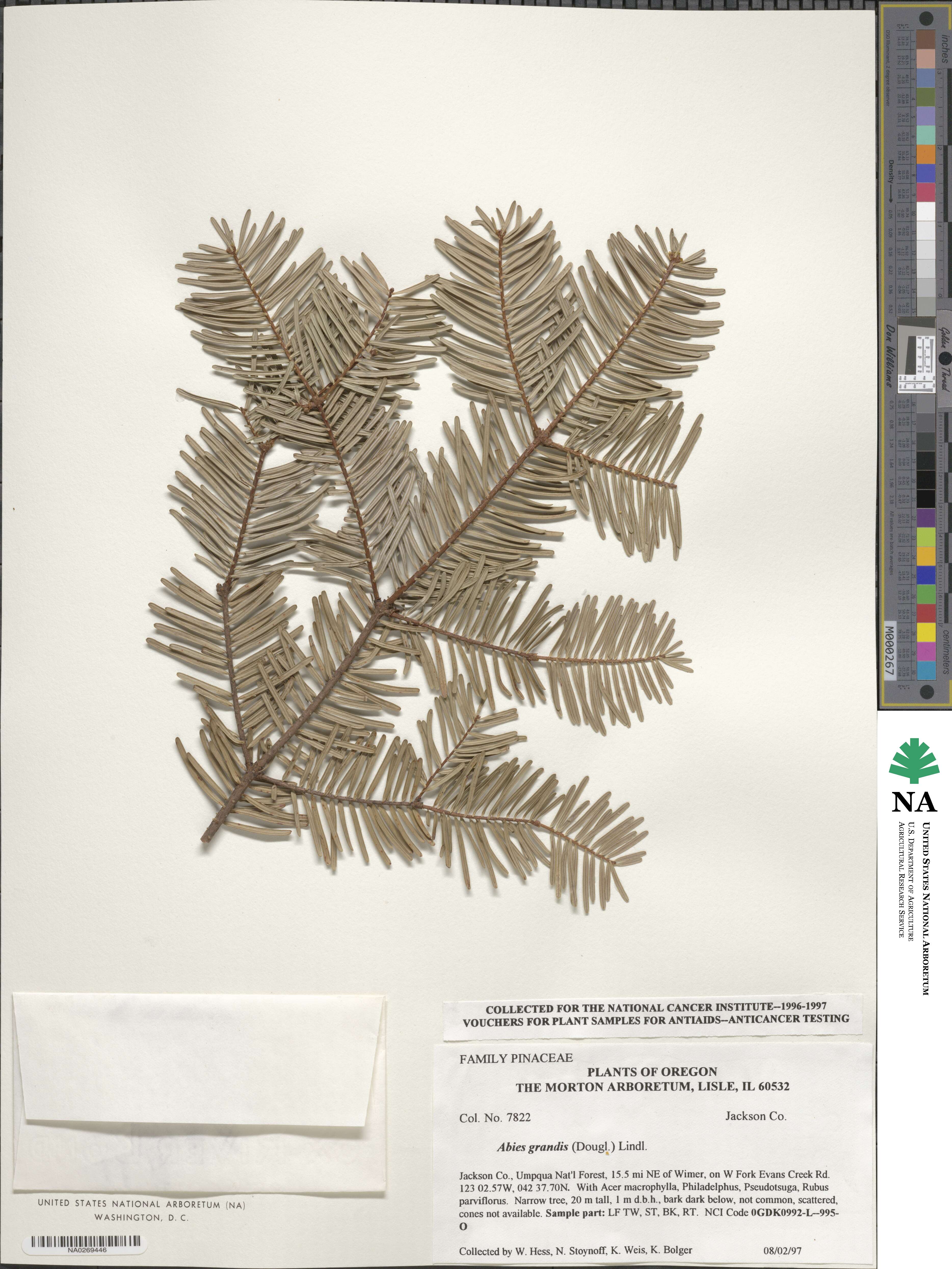 Abies grandis image
