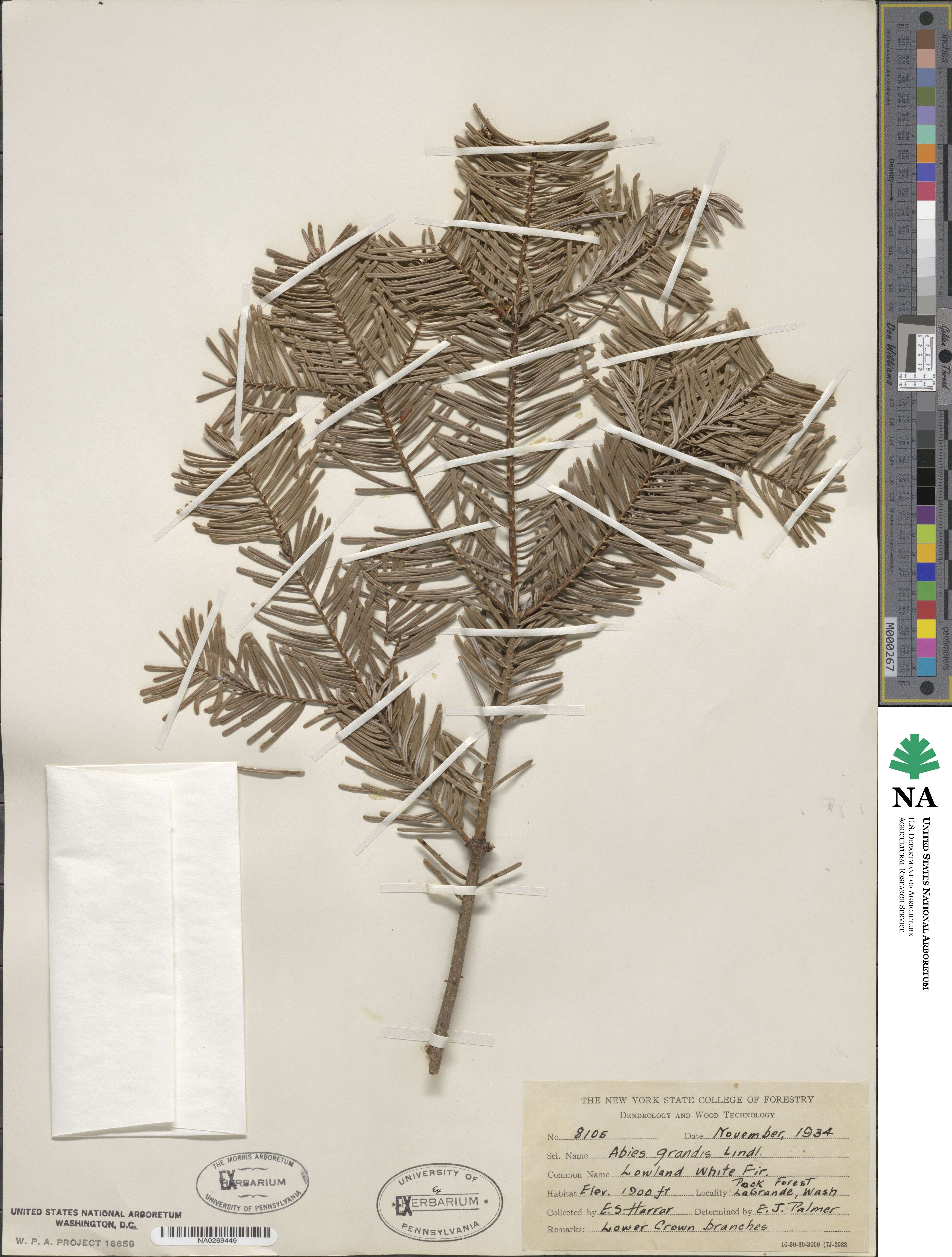 Abies grandis image