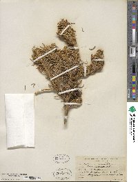 Abies lasiocarpa image