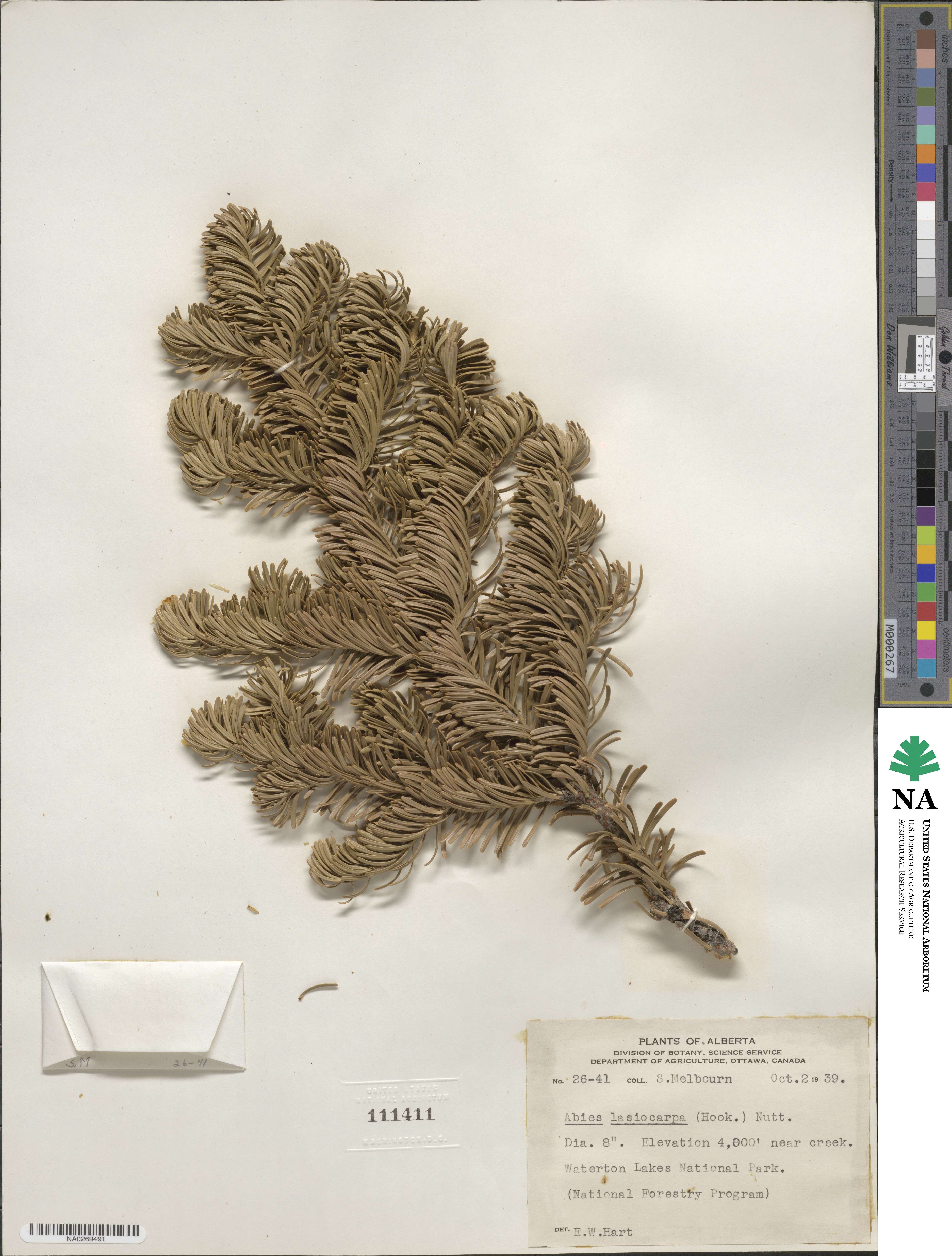 Abies lasiocarpa image