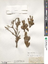 Abies lasiocarpa image