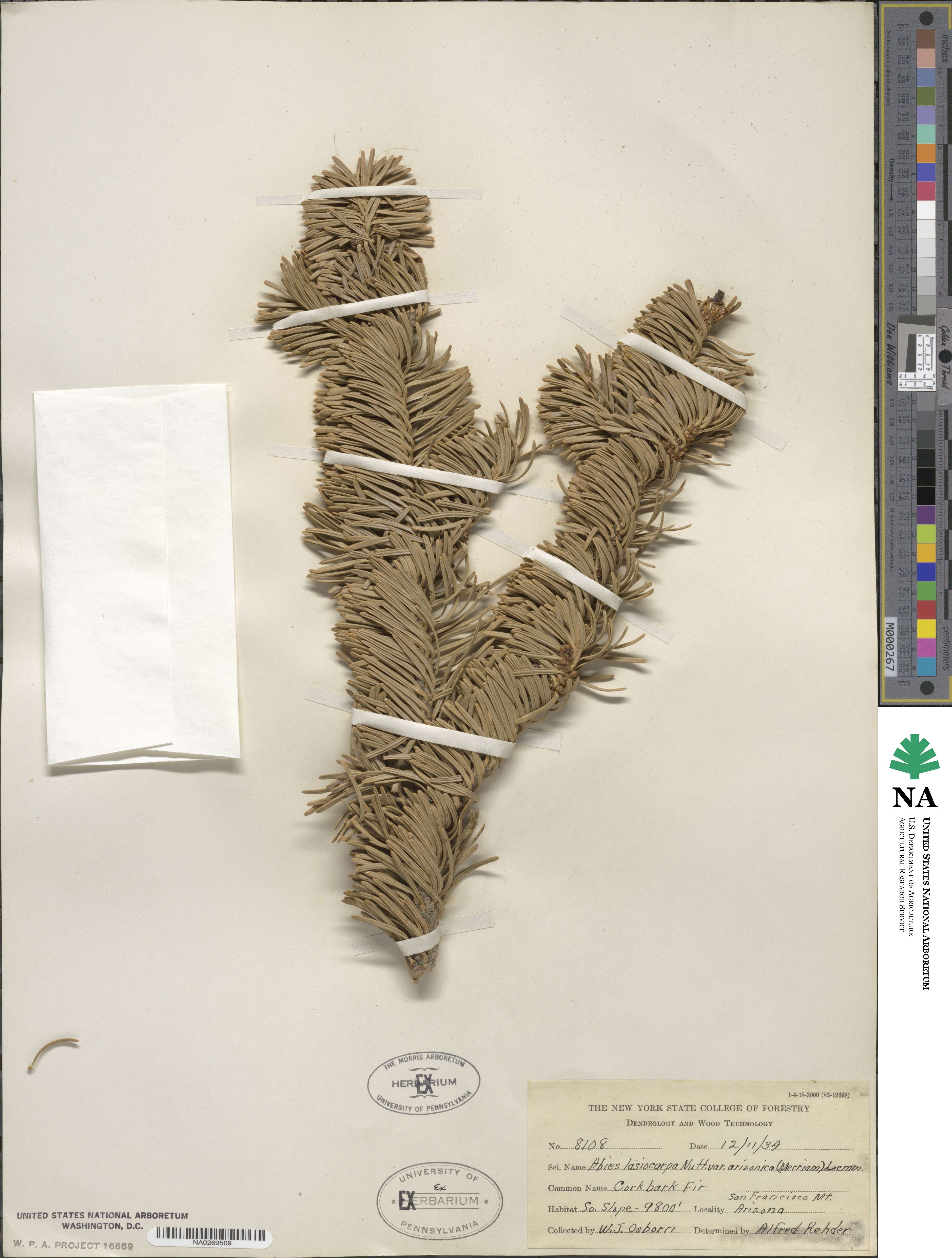 Abies lasiocarpa var. arizonica image
