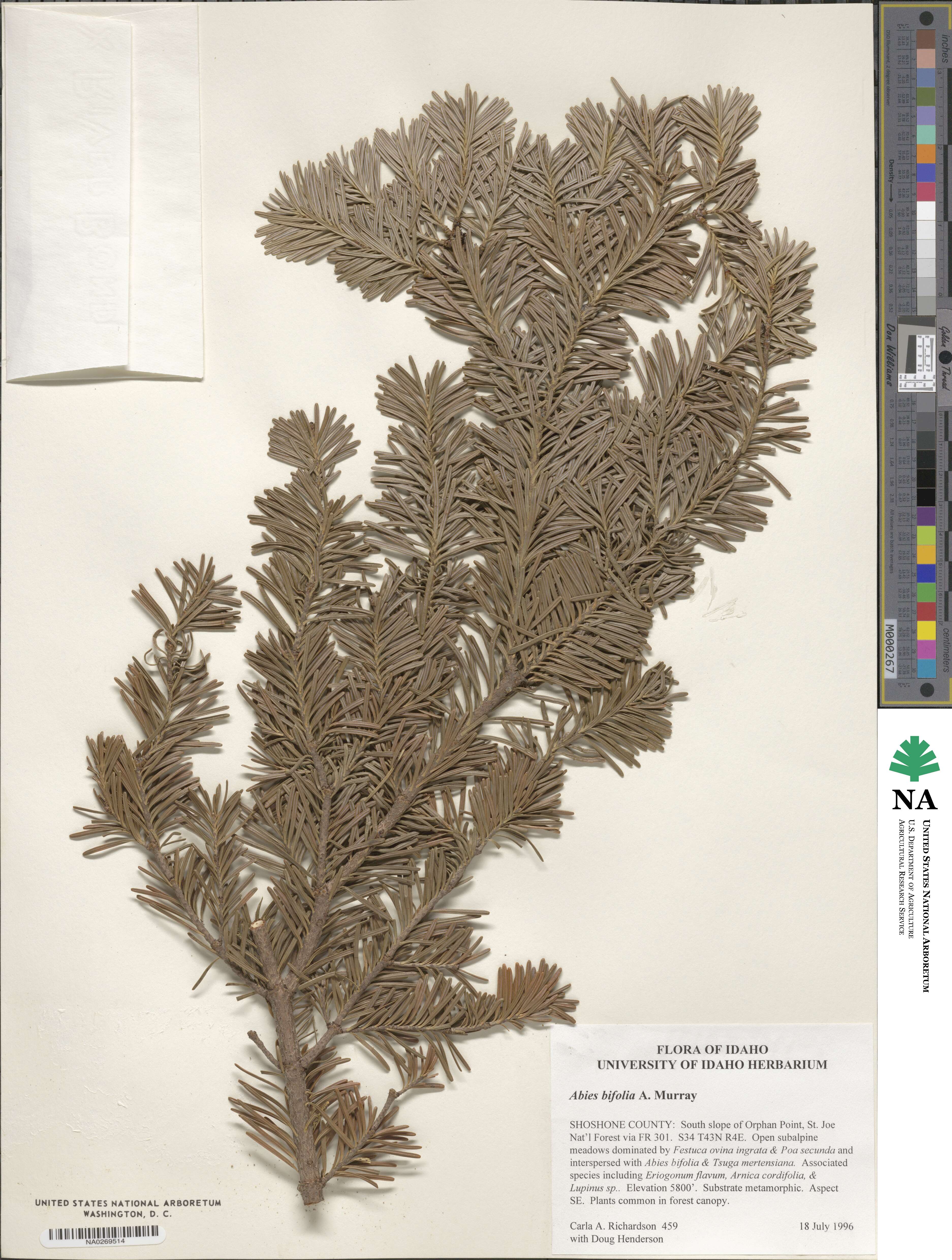 Abies lasiocarpa var. lasiocarpa image