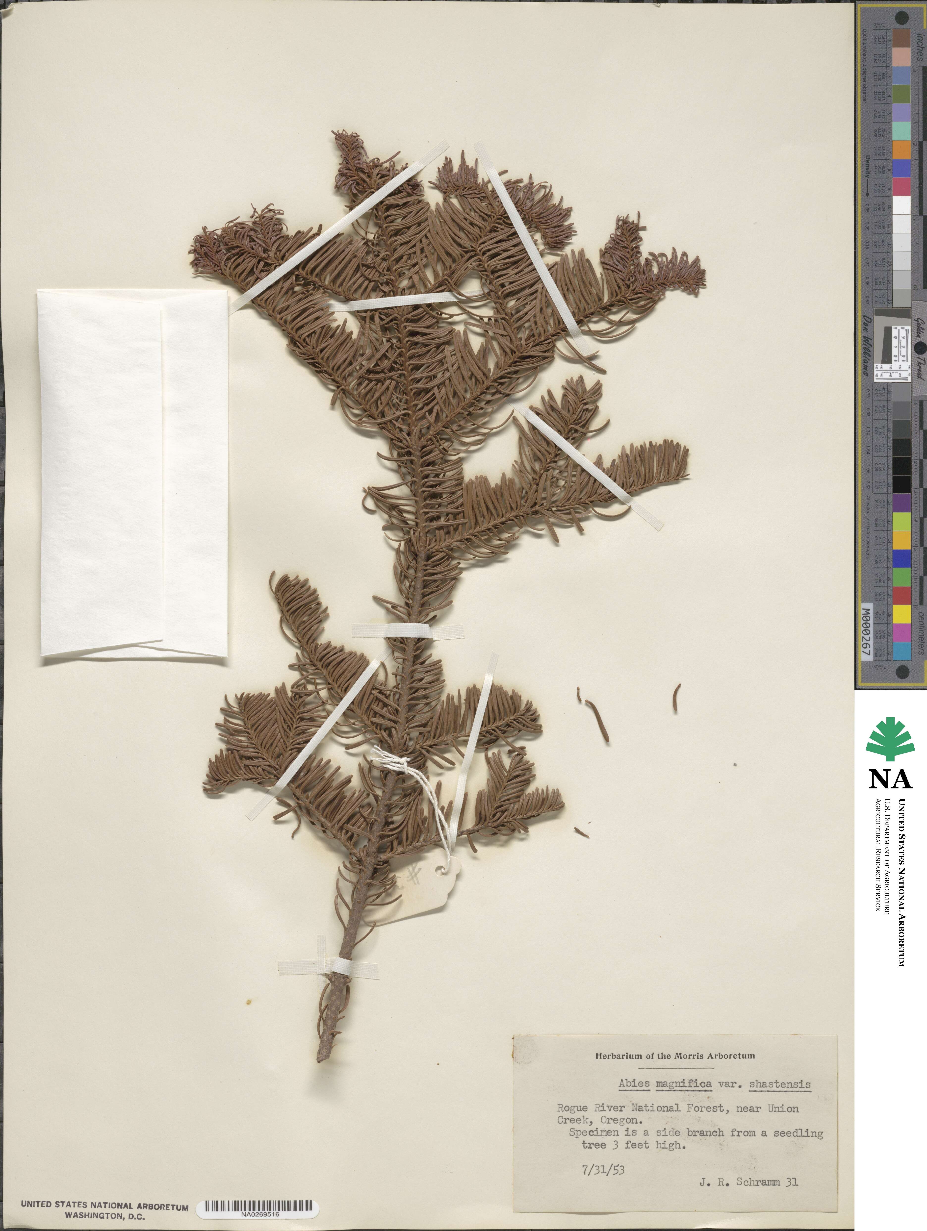 Abies magnifica image