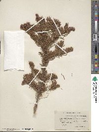 Abies magnifica image