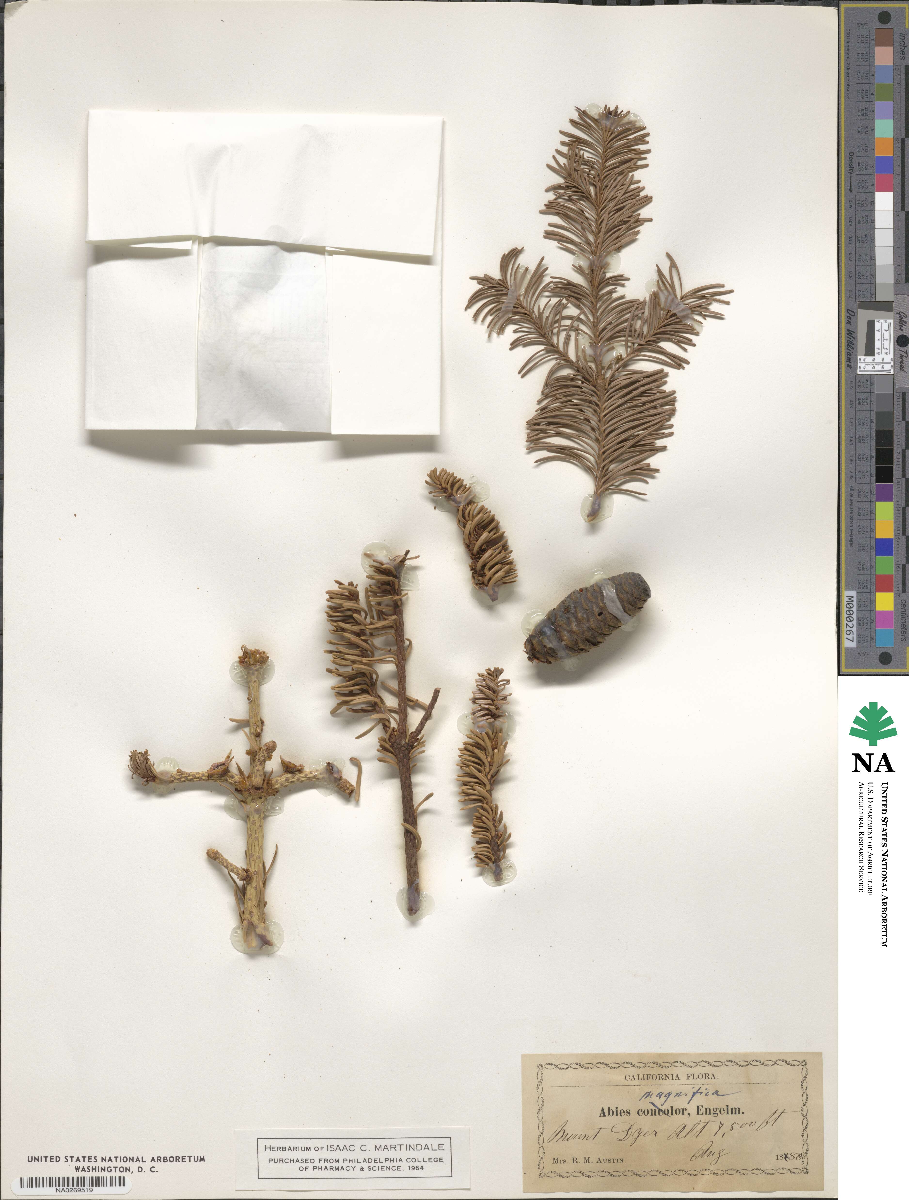 Abies magnifica image