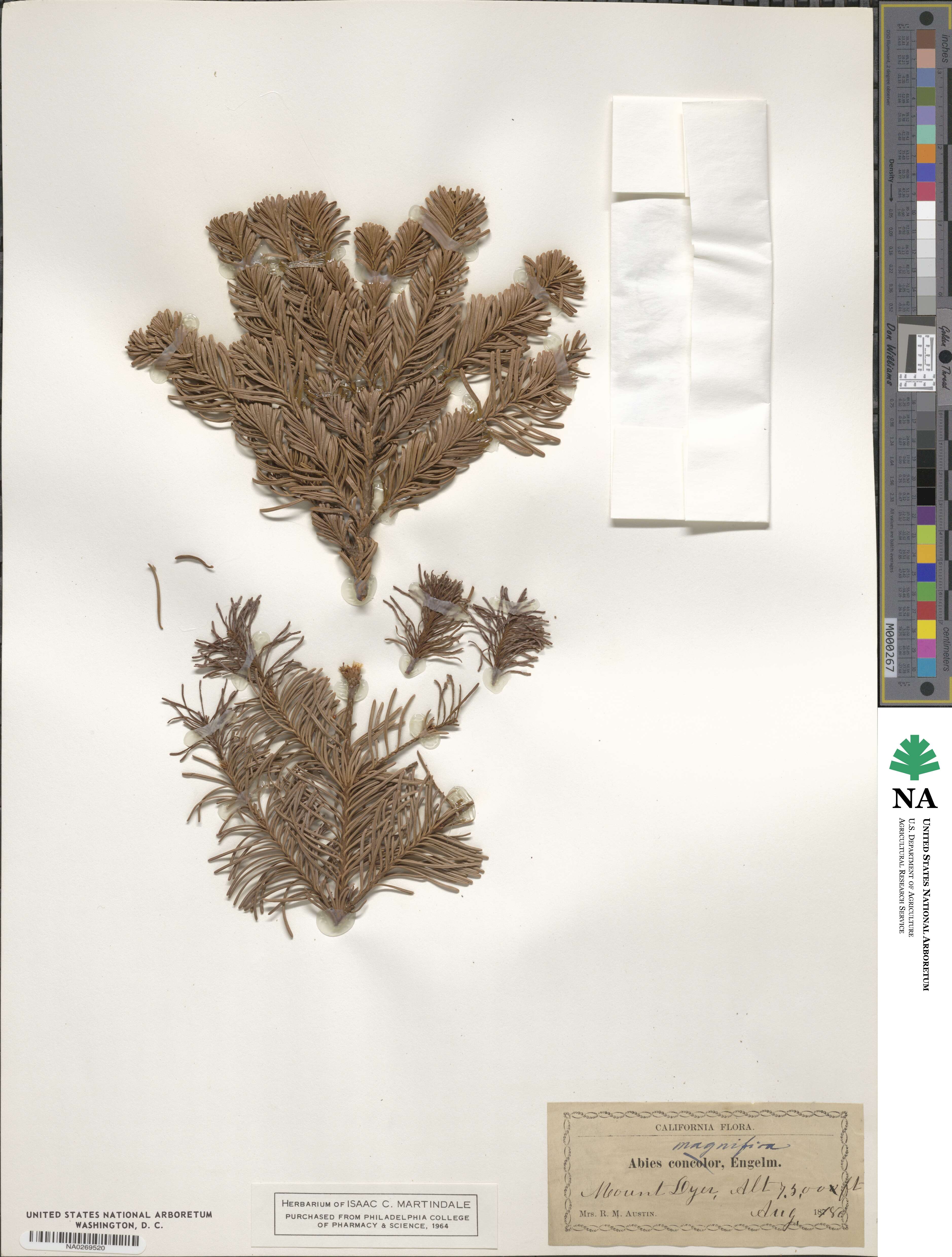 Abies magnifica image