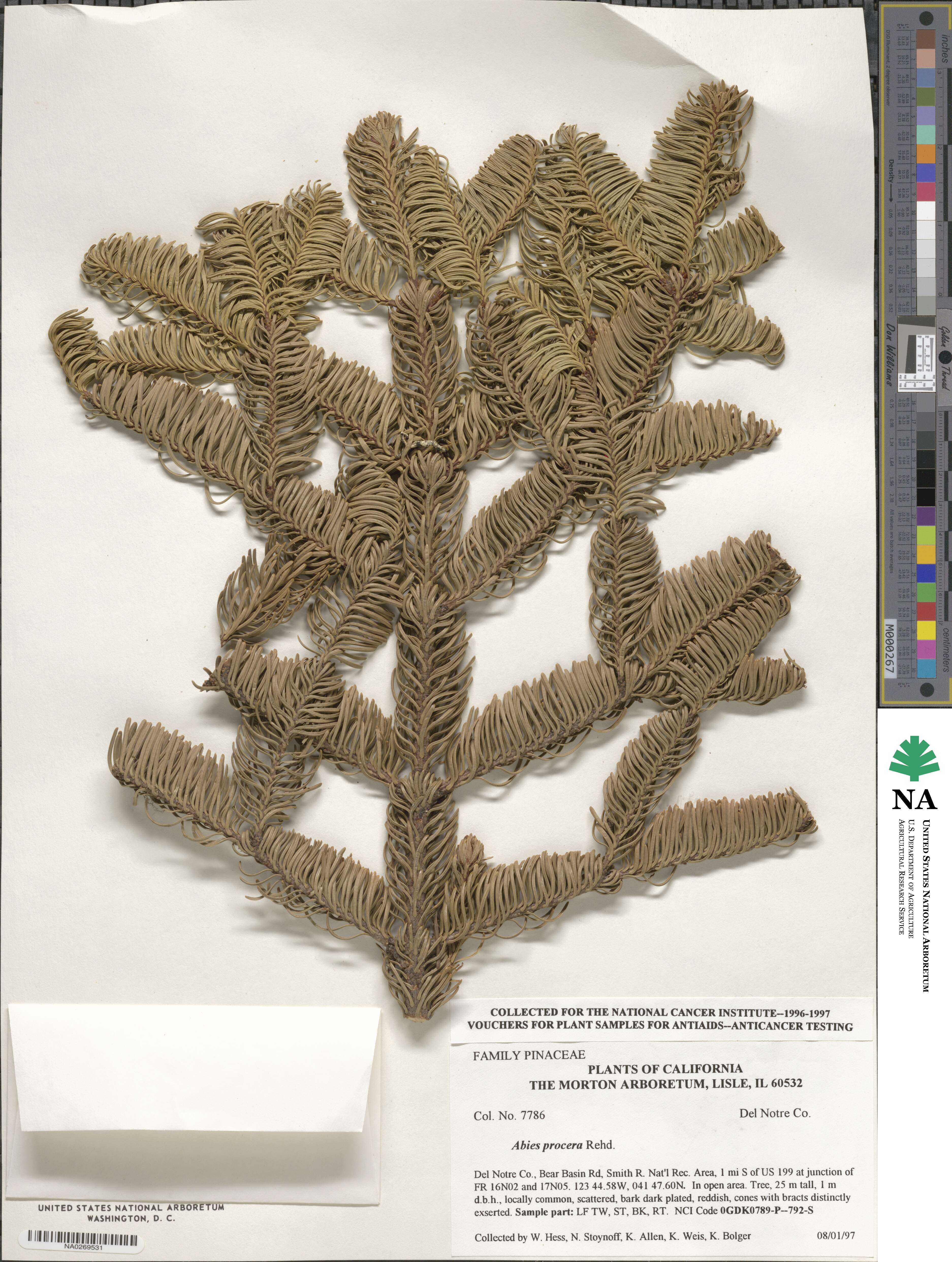 Abies procera image