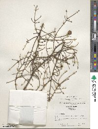 Tsuga chinensis image