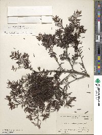 Tsuga diversifolia image