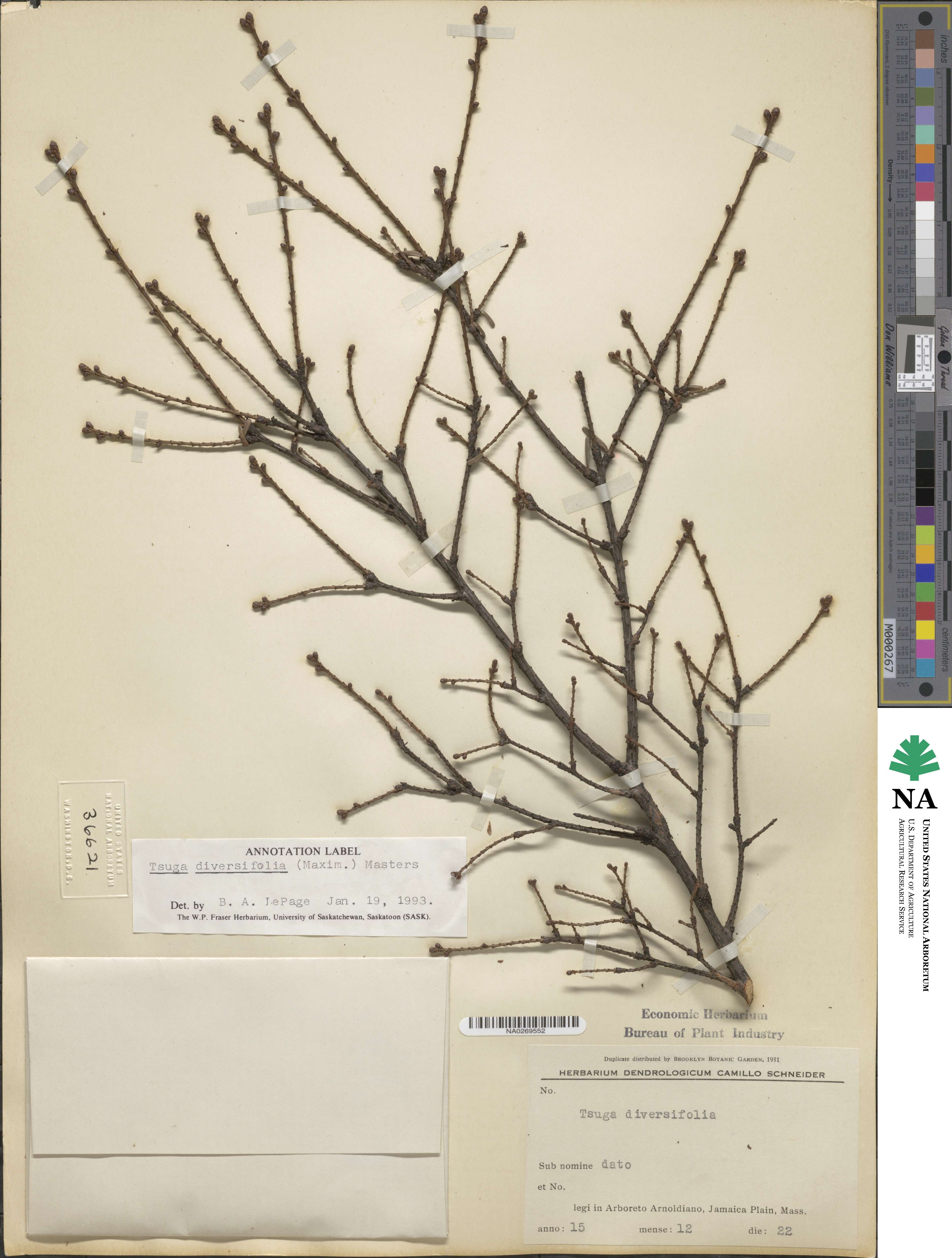 Tsuga diversifolia image