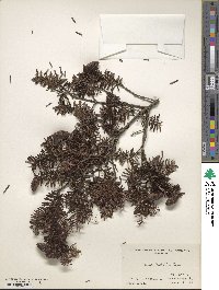 Tsuga sieboldii image