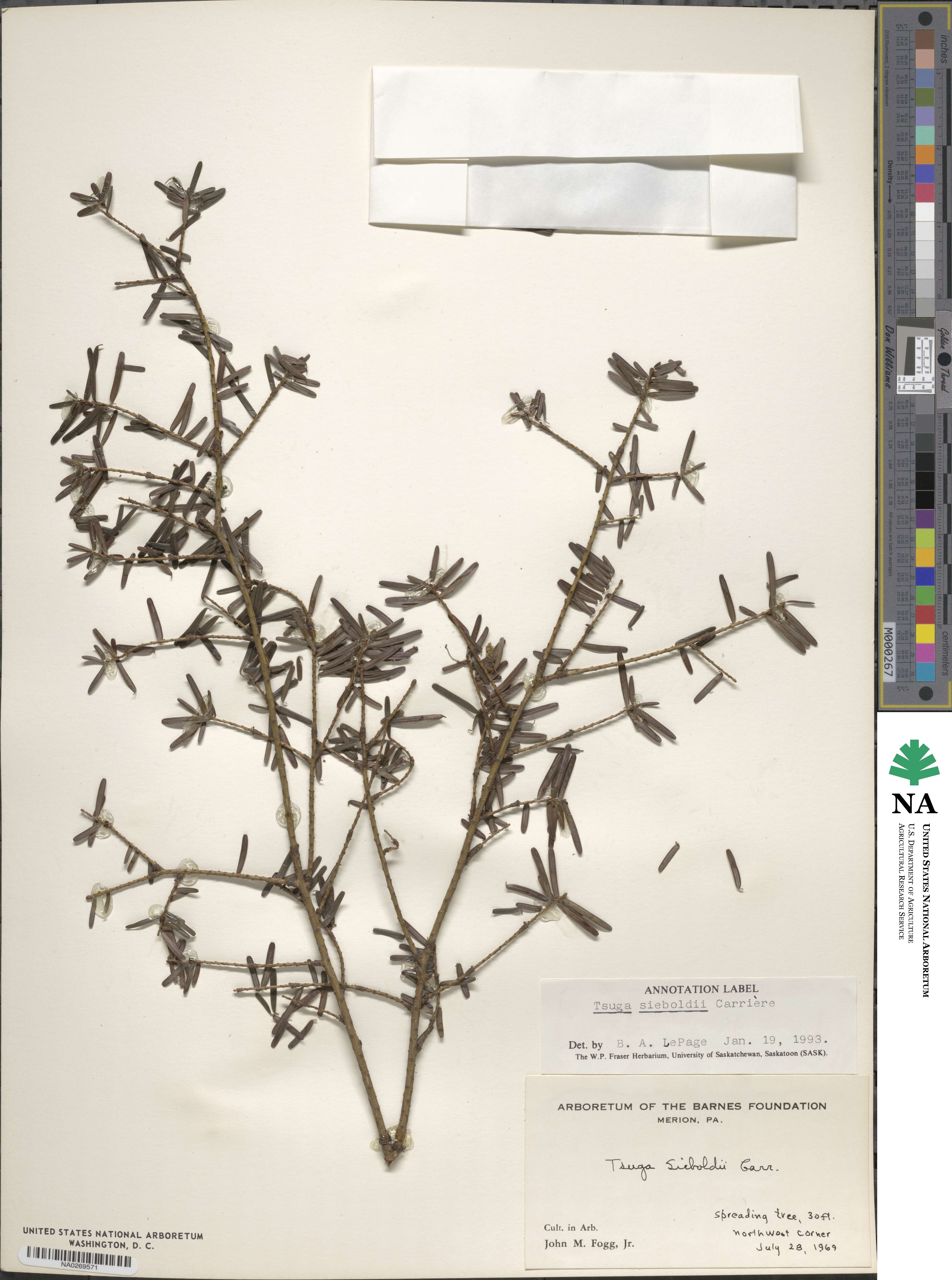 Tsuga sieboldii image