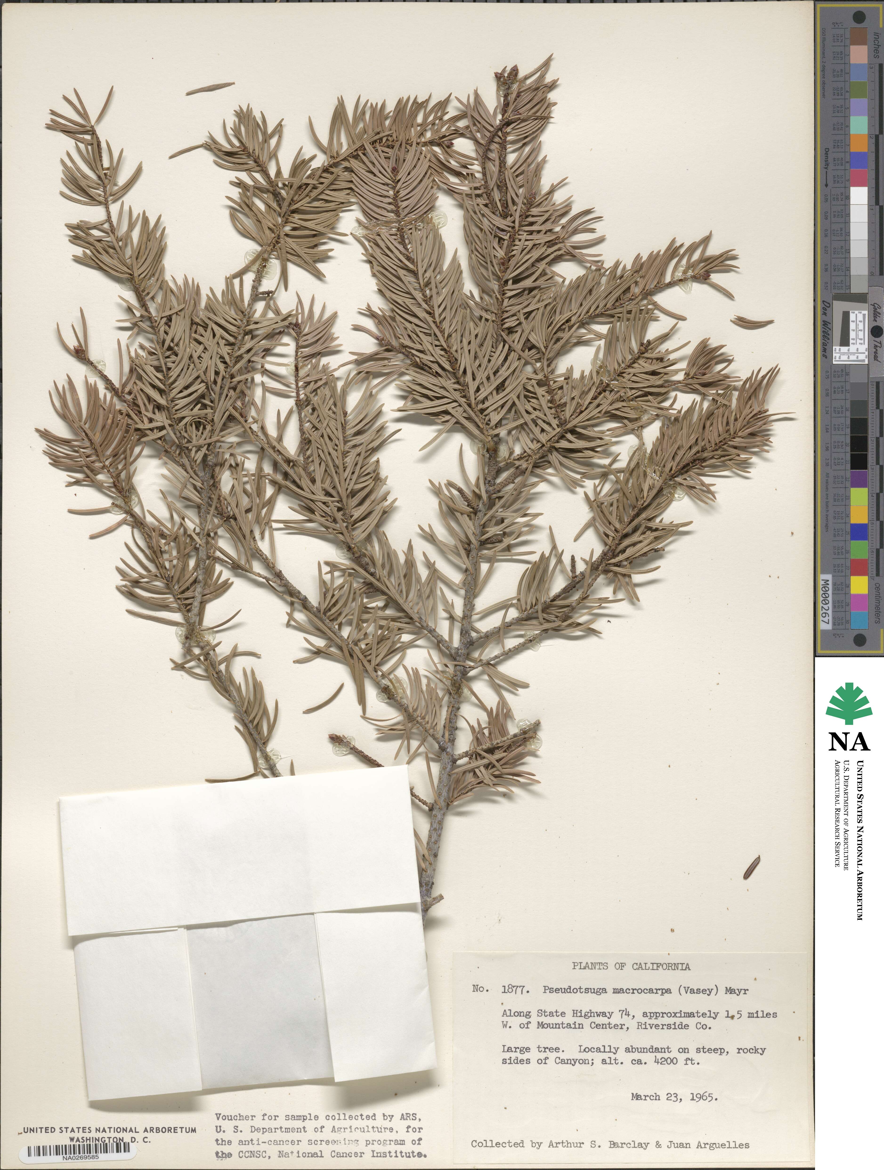 Pseudotsuga macrocarpa image