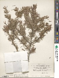 Pseudotsuga macrocarpa image