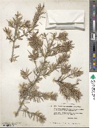 Pseudotsuga macrocarpa image