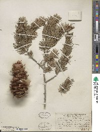 Pseudotsuga macrocarpa image