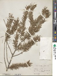 Pseudotsuga macrocarpa image