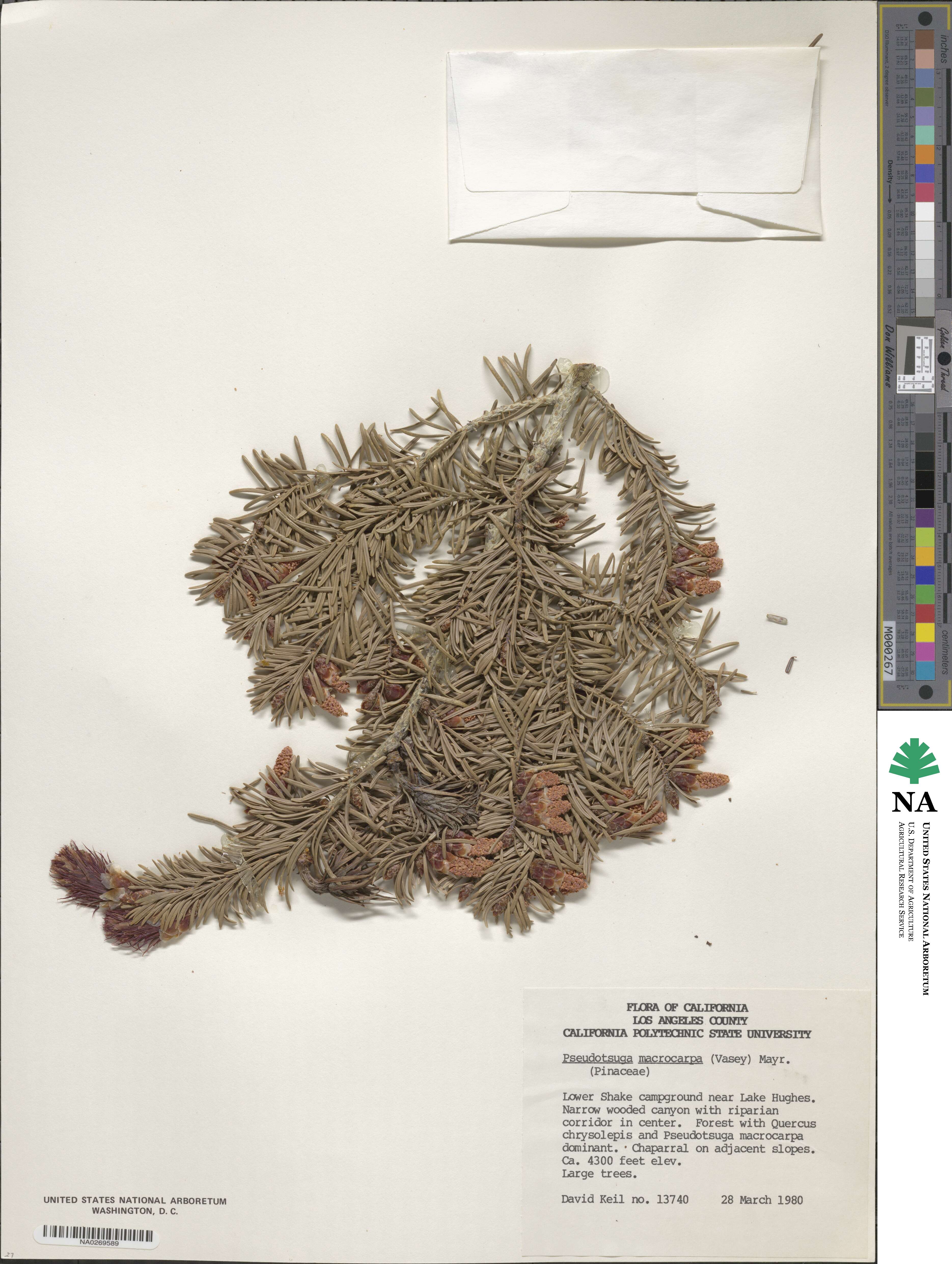 Pseudotsuga macrocarpa image