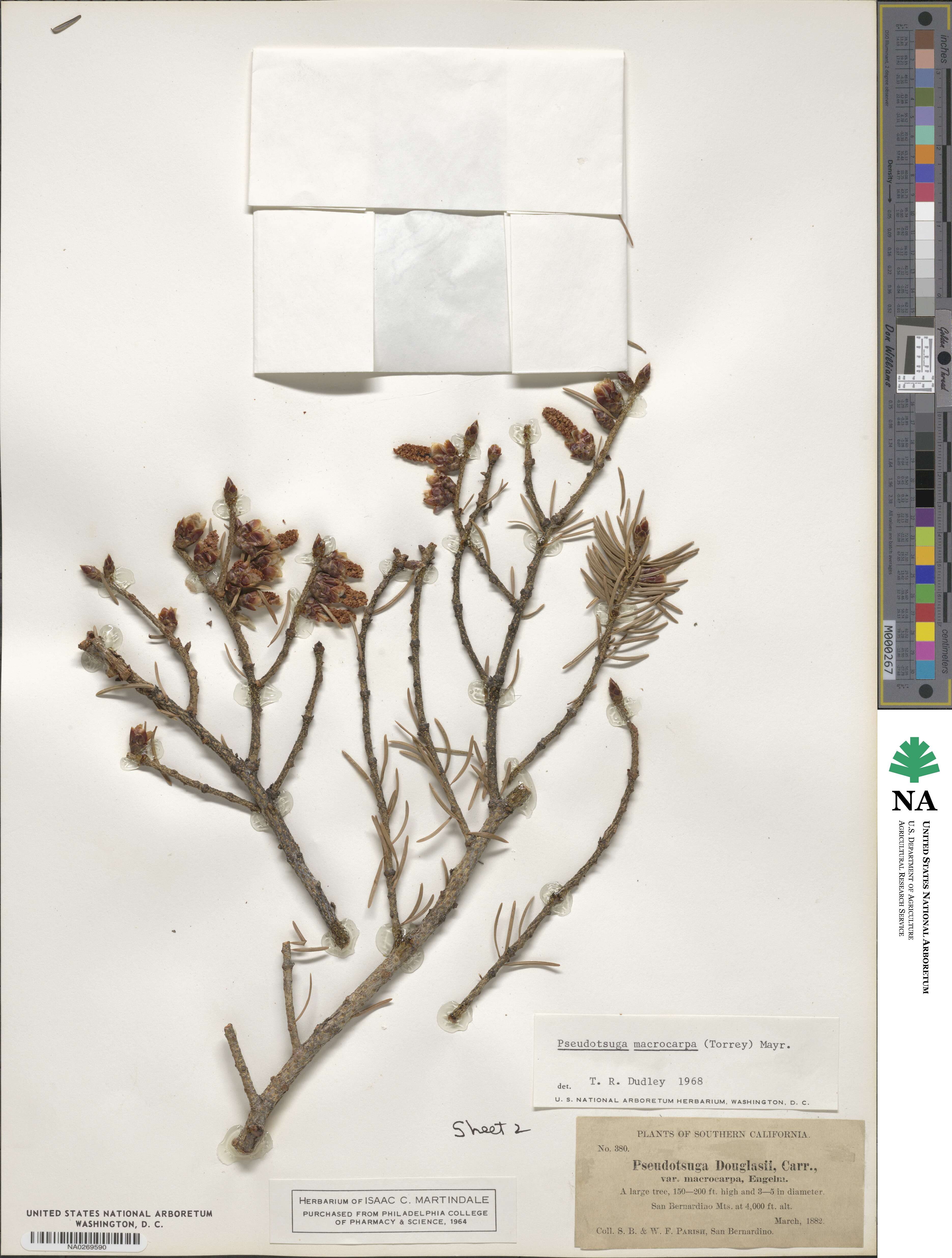 Pseudotsuga image