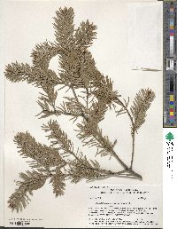 Pinus macrocarpa image