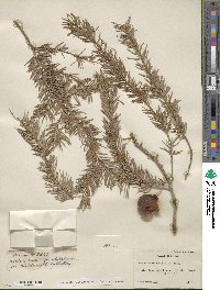 Pinus macrocarpa image