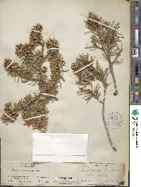 Pseudotsuga menziesii image