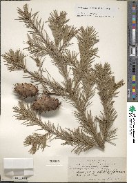 Pseudotsuga menziesii image