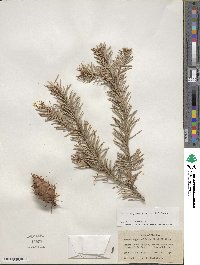 Pseudotsuga menziesii image