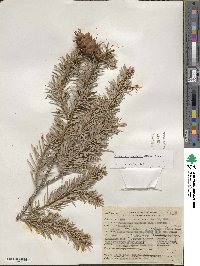 Pseudotsuga menziesii image