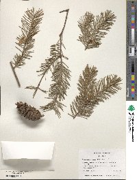 Pseudotsuga menziesii image