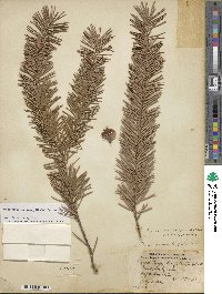 Pseudotsuga menziesii image