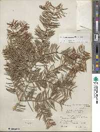 Pseudotsuga menziesii image