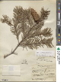 Pseudotsuga menziesii image