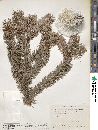 Pseudotsuga menziesii image