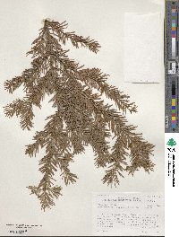 Pseudotsuga menziesii image