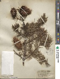 Pseudotsuga menziesii image