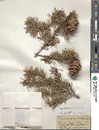 Pseudotsuga menziesii image