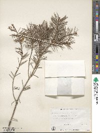 Pseudotsuga menziesii image