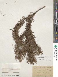 Pseudotsuga menziesii image