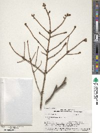 Pseudotsuga menziesii image