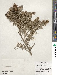 Pseudotsuga menziesii image